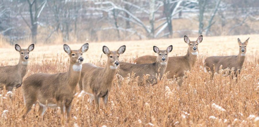 Scientists have found six COVID-19 mutations in deer that are uncommon to people.